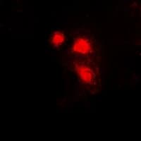 EIF3E Antibody
