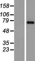 TAFII70 / TAF6 Protein (Over-Expression Lysate Myc-DDK (Flag))