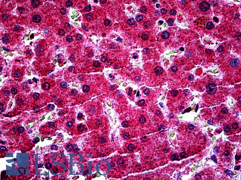 IHC-plus™ MYB / c-Myb Antibody (aa241-254)