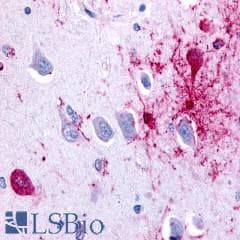 PathPlus™ Polyclonal Rabbit anti-Human NPBWR1 / GPR7 Antibody (Cytoplasmic Domain, IHC)