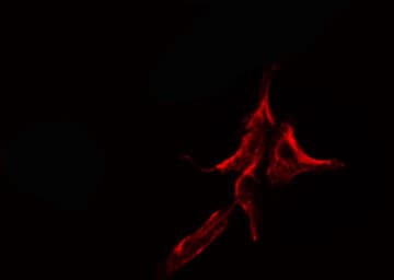 KDELR2 Antibody