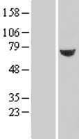 TXNDC3 Protein (Over-Expression Lysate Myc-DDK (Flag))