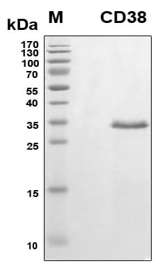 Human CD38 Protein (Recombinant 6His, N-terminus)