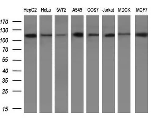 PARG Antibody (aa1-367, clone OTI6F4, Carrier-free)