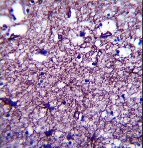 DISC1 Antibody (aa701-728)
