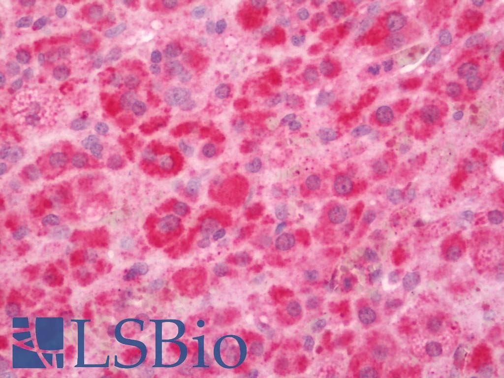 AP1S3 Antibody (FITC)