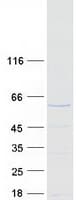 Human STAU1 / Staufen Protein (Recombinant Myc-DDK (Flag))