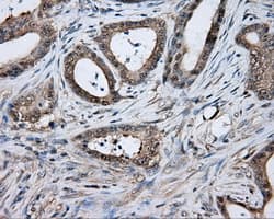 TPMT Antibody (clone OTI4B1)