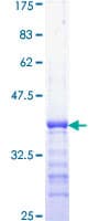 Human HIF1A / HIF1 Alpha Protein (Recombinant GST, N-terminus)
