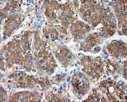 NIT2 Antibody (clone OTI2B9, Carrier-free)