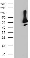 SNX8 Antibody (clone OTI3C4)