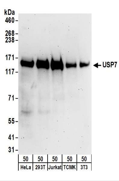 IHC-plus™ USP7 / HAUSP Antibody (aa1-50)