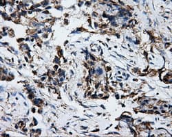 ATP5B / ATP Synthase Beta Antibody (clone OTI1F7, Carrier-free)