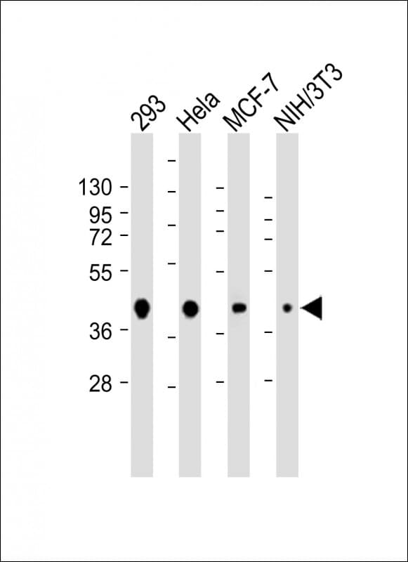 AKT1S1 / PRAS40 Antibody (clone 1997CT730.74.73)
