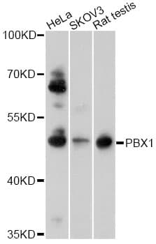 PBX1 Antibody