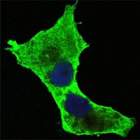 DAXX Antibody (clone 7A11)