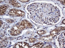 COG6 Antibody (clone OTI2D8)