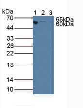 Complement C3 Antibody (aa23-300, Biotin)