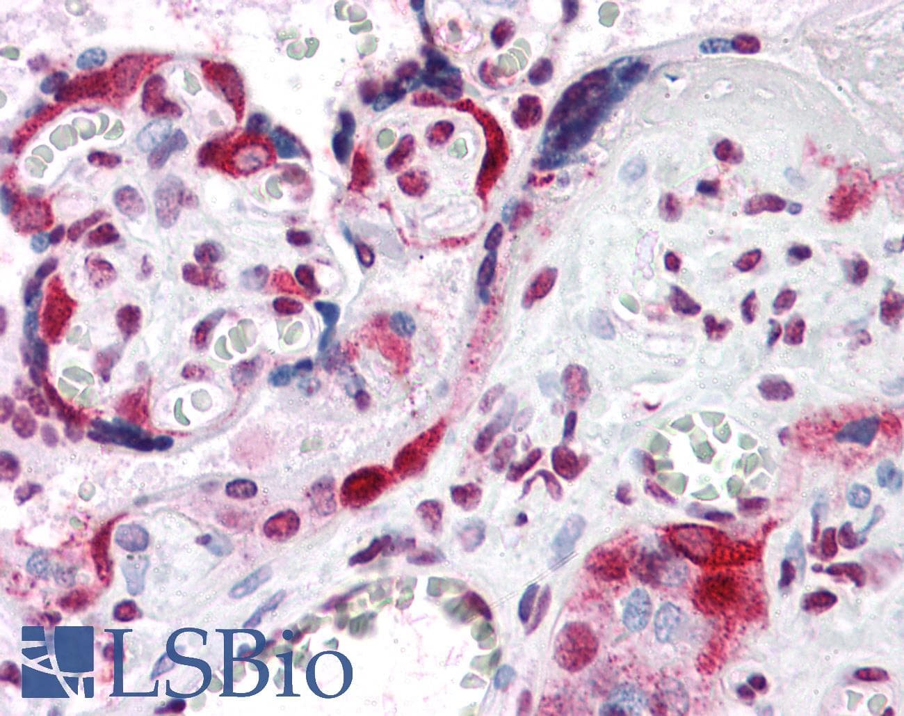 IHC-plus™ LZTS2 Antibody
