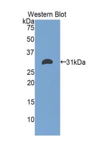 ETFA Antibody (aa34-295, Biotin)