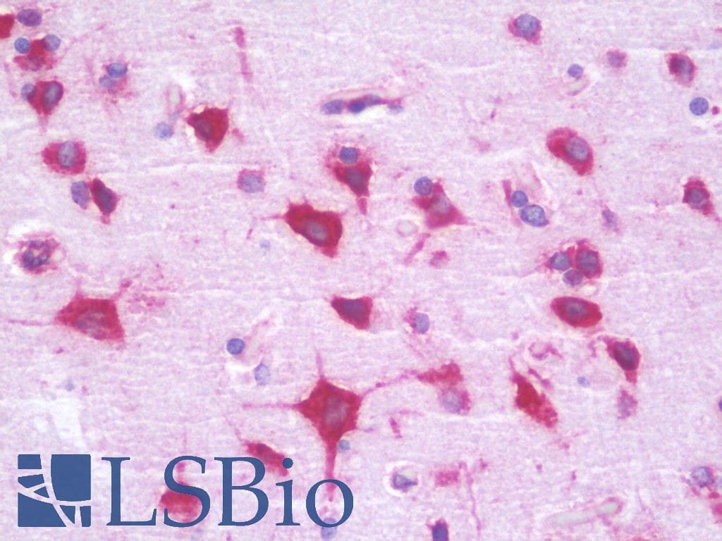 IHC-plus™ RPL35 / Ribosomal Protein L35 Antibody (aa51-100)