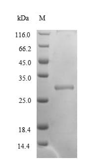Wheat Glutenin, high molecular weight subunit PC237 Protein (Recombinant GST, N-terminus)