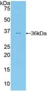 FDFT1 / Squalene Synthase Antibody (aa269-417, APC)