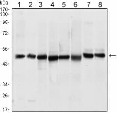 ST13 Antibody (clone 3B10)
