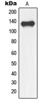 NFRKB Antibody (Internal)