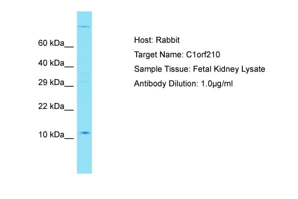 C1orf210 Antibody (aa42-91)