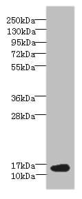 BATF Antibody
