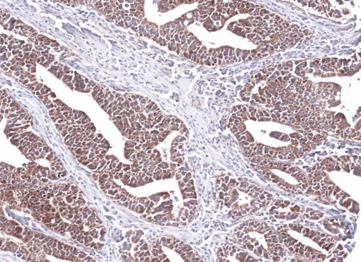 PCCB Antibody (aa167-480)