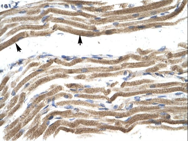 HOXA10 Antibody (N-Terminus, FITC)
