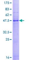 Human CKLFSF4 / CMTM4 Protein (Recombinant GST)