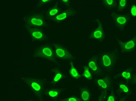 XRCC5 / Ku80 Antibody