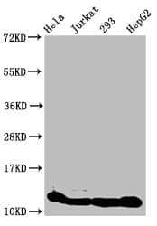 Polyclonal Rabbit anti-Human HIST1H4I Antibody (IF, WB)