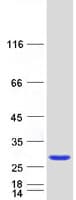 Human RAB39B Protein (Recombinant Myc-DDK (Flag))