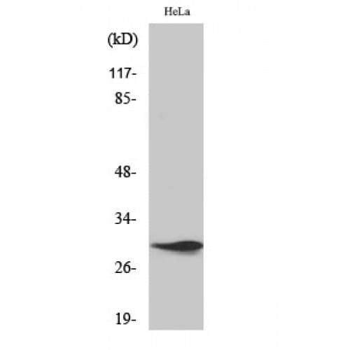 SPIN / SPIN1 Antibody (80-160 aa, Internal)