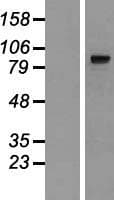 MIPEP Protein (Over-Expression Lysate Myc-DDK (Flag))