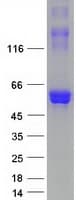 Human DCLK / DCLK1 Protein (Recombinant Myc-DDK (Flag))
