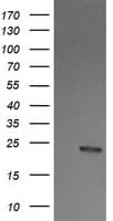 RALB Antibody (clone OTI2C4)