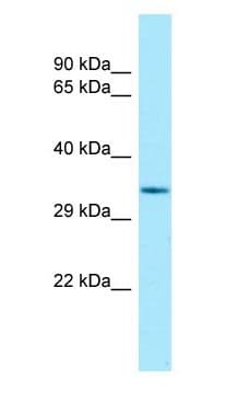 Polyclonal Rabbit anti-Rat TCEA1 / TFIIS Antibody (aa224-273, WB)