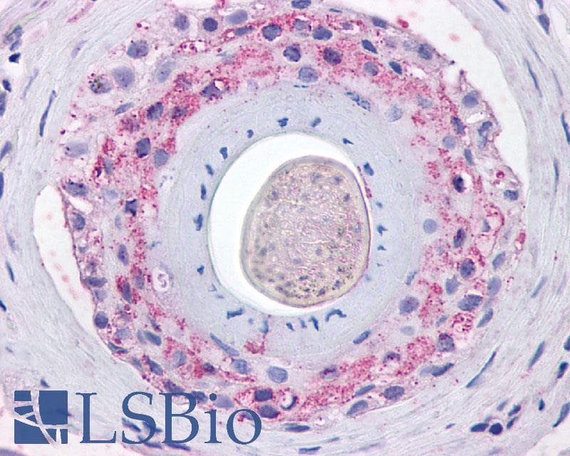 IHC-plus™ Polyclonal Rabbit anti-Human GHSR / Ghrelin Receptor Antibody (N-Terminus, IHC)