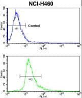 Polyclonal Rabbit anti-Human CXADR Antibody (aa132-161, WB)