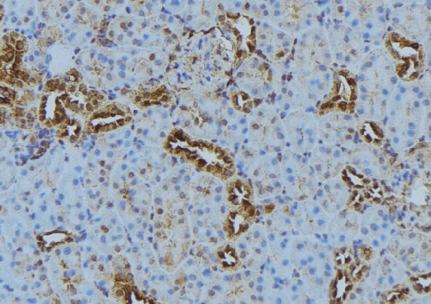 Polyclonal Rabbit anti-Human COX7C Antibody (IHC, WB)