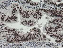 TLE1 / TLE 1 Antibody (clone OTI1D6)
