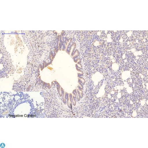 Monoclonal Mouse anti-Human NBR1 Antibody (WB)