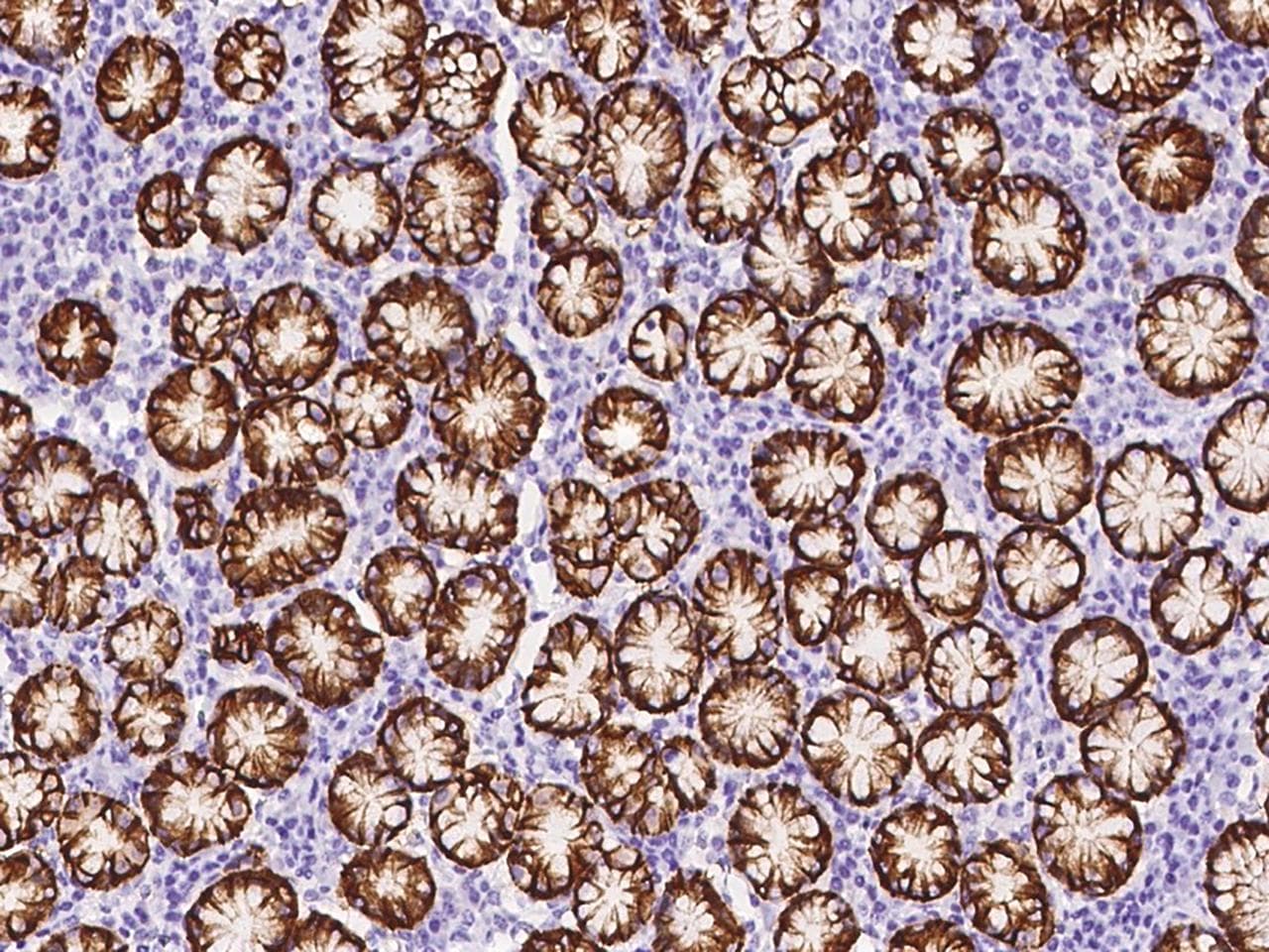 Polyclonal Rabbit anti-Human CLDN18 / Claudin 18 Antibody (IHC)