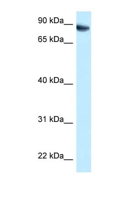 Niban-Like Protein 1 Antibody (C-Terminus)