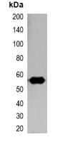 Nano Tag Antibody